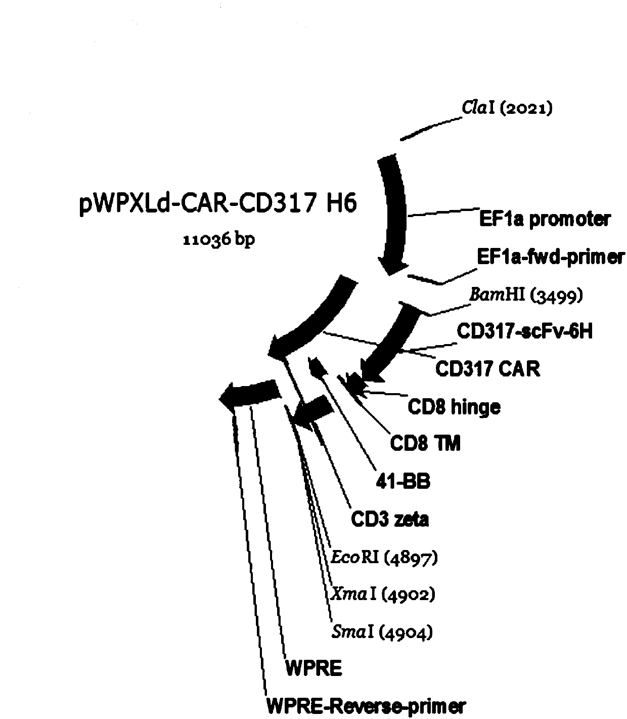 PD1-knockout chimeric antigen receptor T cell targeting CD317, preparation method and application thereof