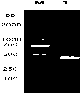 Blunt snout bream beta-defensin gene and protein encoded by the same