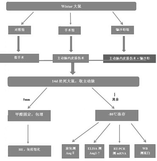 Application of Notch signal channel in inhibition of PCI postoperative restenosis by ACE2