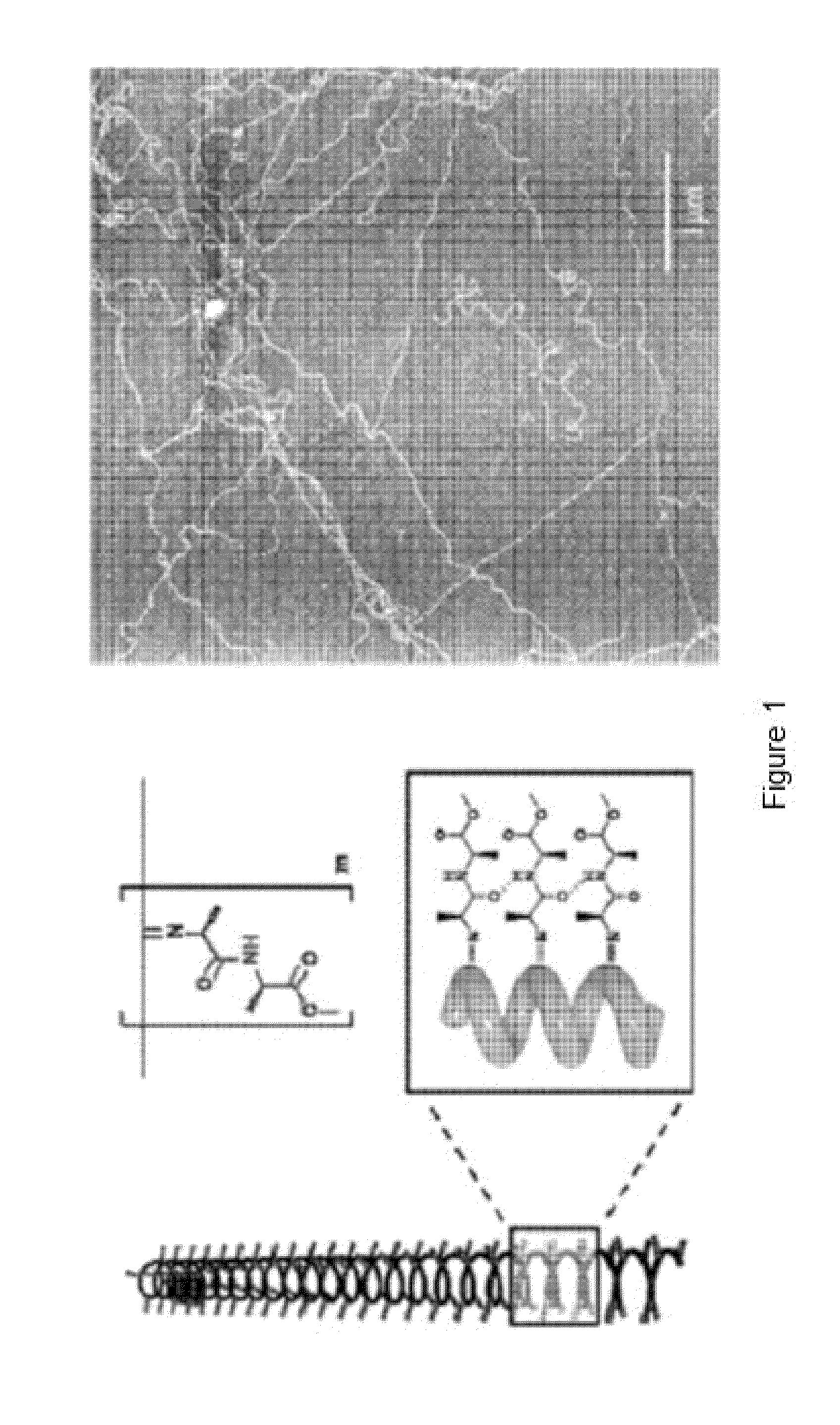 Polymer suitable for use in cell culture