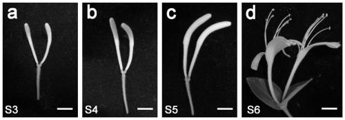 Method for evaluating honeysuckle characteristics based on marker flavonoids screened by metabolome