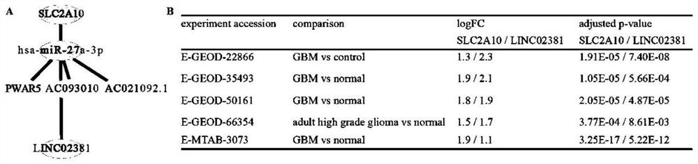 Function prediction and screening method of glioblastoma lncRNA coding micropeptide