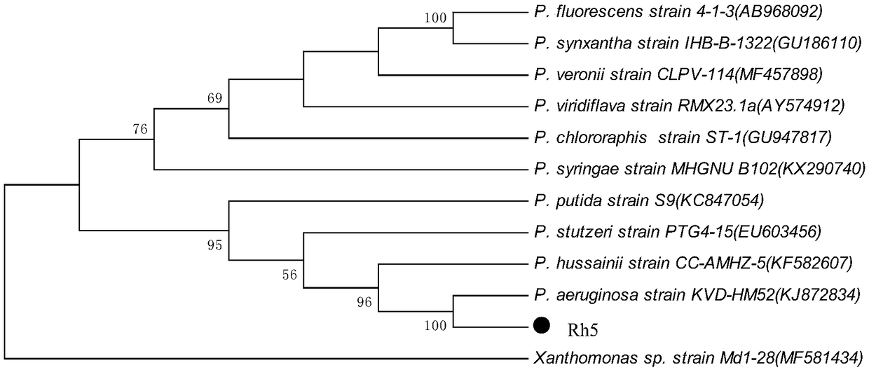 Bacteria capable of producing surfactant and application of bacteria to in-situ reduction of PAH (polycyclic aromatic hydrocarbon) in coal/ petroleum chemical wastewater