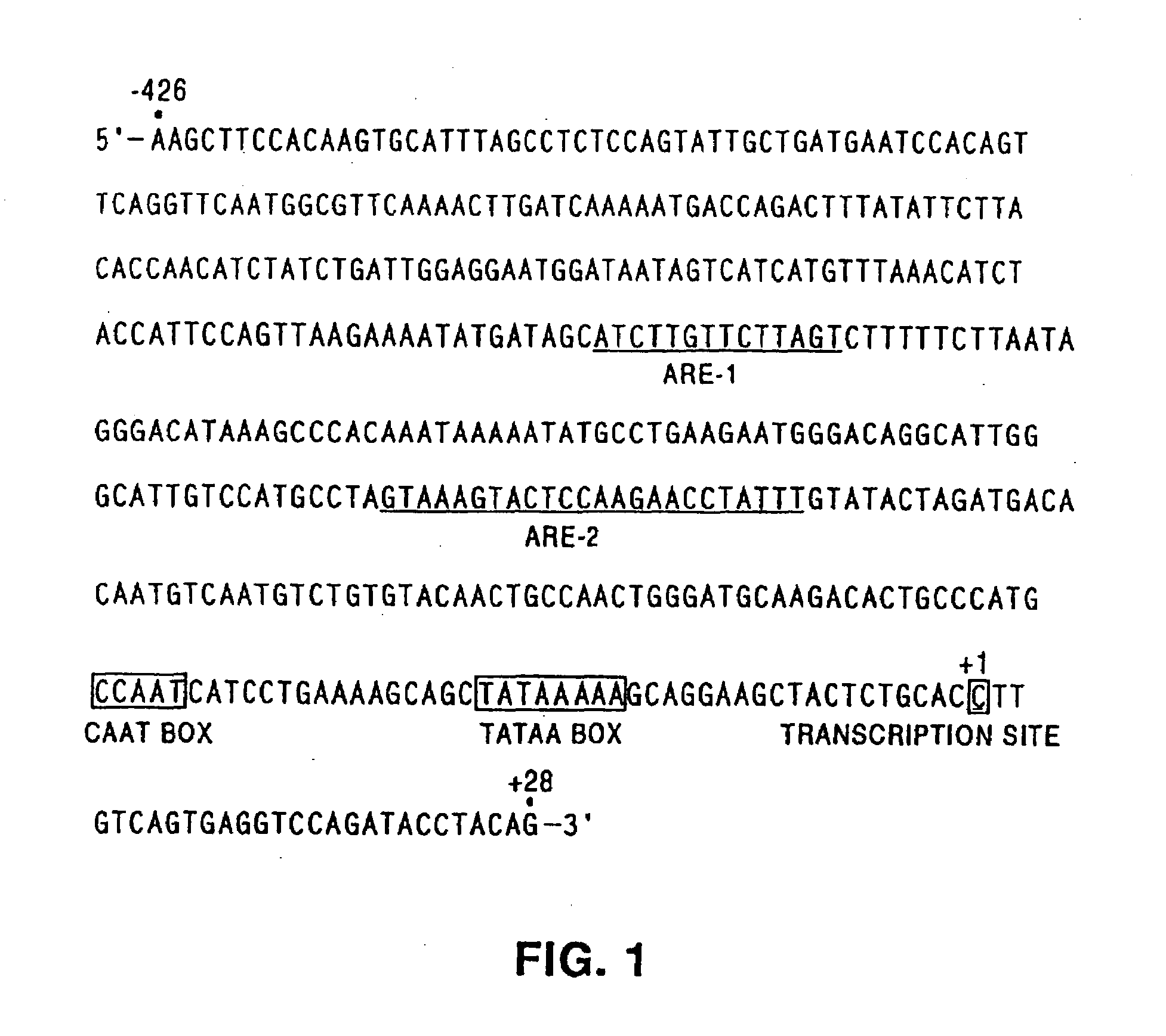 Adenovirus vectors specific for cells expressing androgen receptor and methods of use thereof