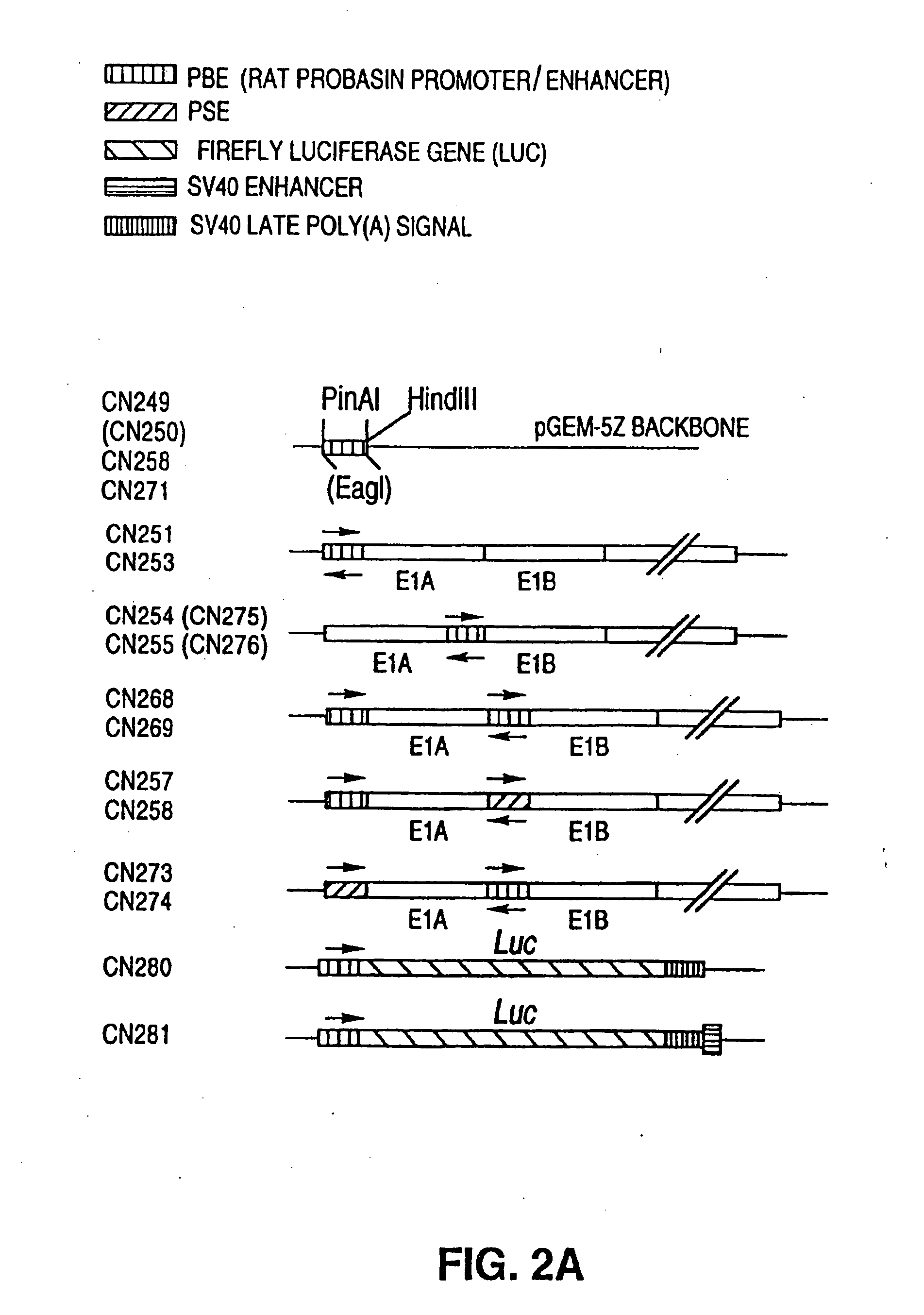 Adenovirus vectors specific for cells expressing androgen receptor and methods of use thereof