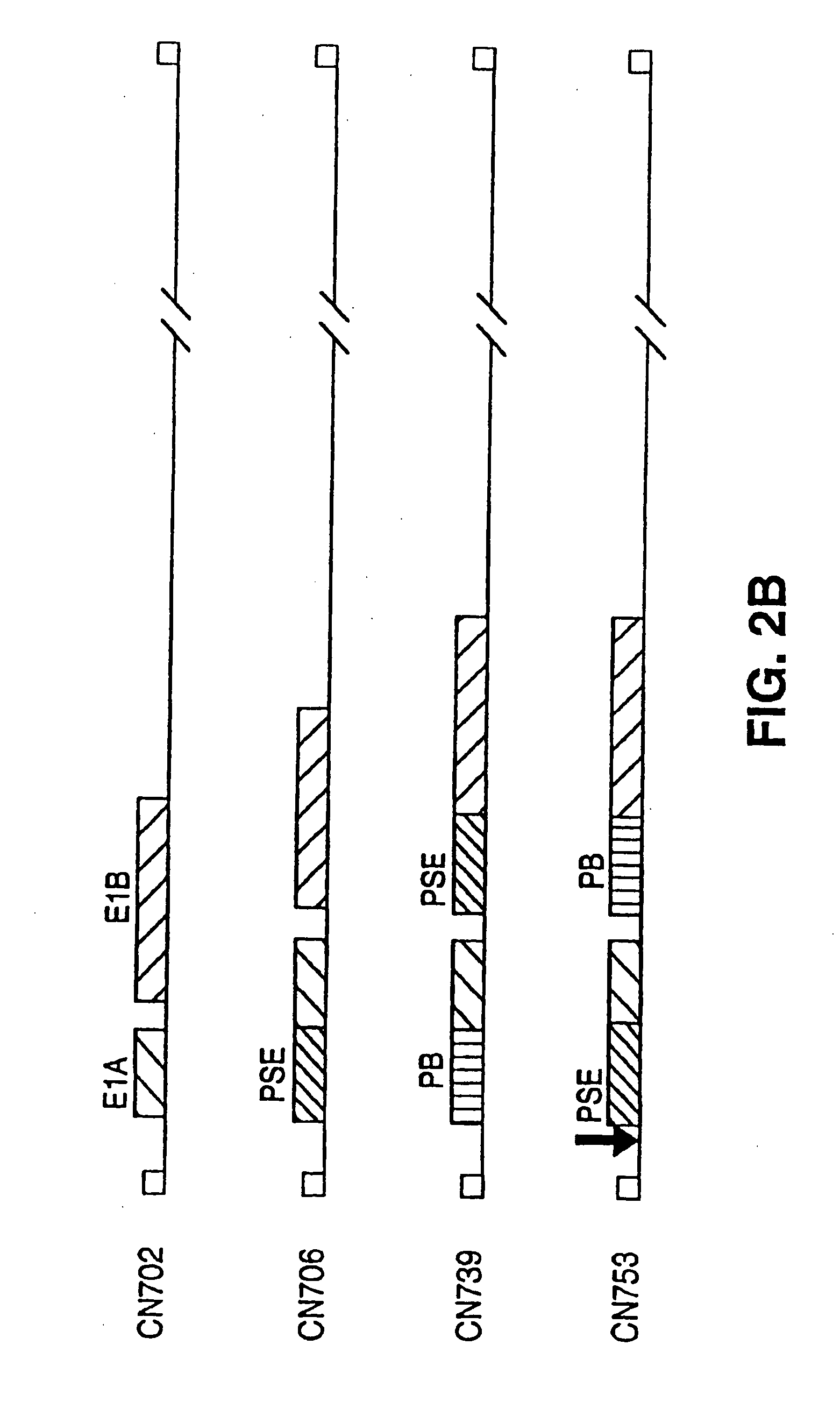 Adenovirus vectors specific for cells expressing androgen receptor and methods of use thereof