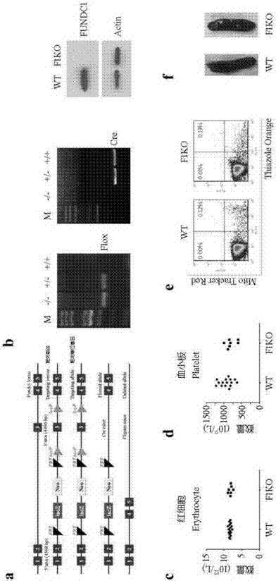 Medicine for regulating platelet activity, screening method and application of medicine