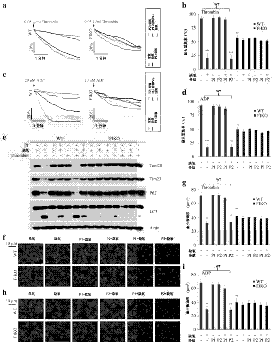 Medicine for regulating platelet activity, screening method and application of medicine