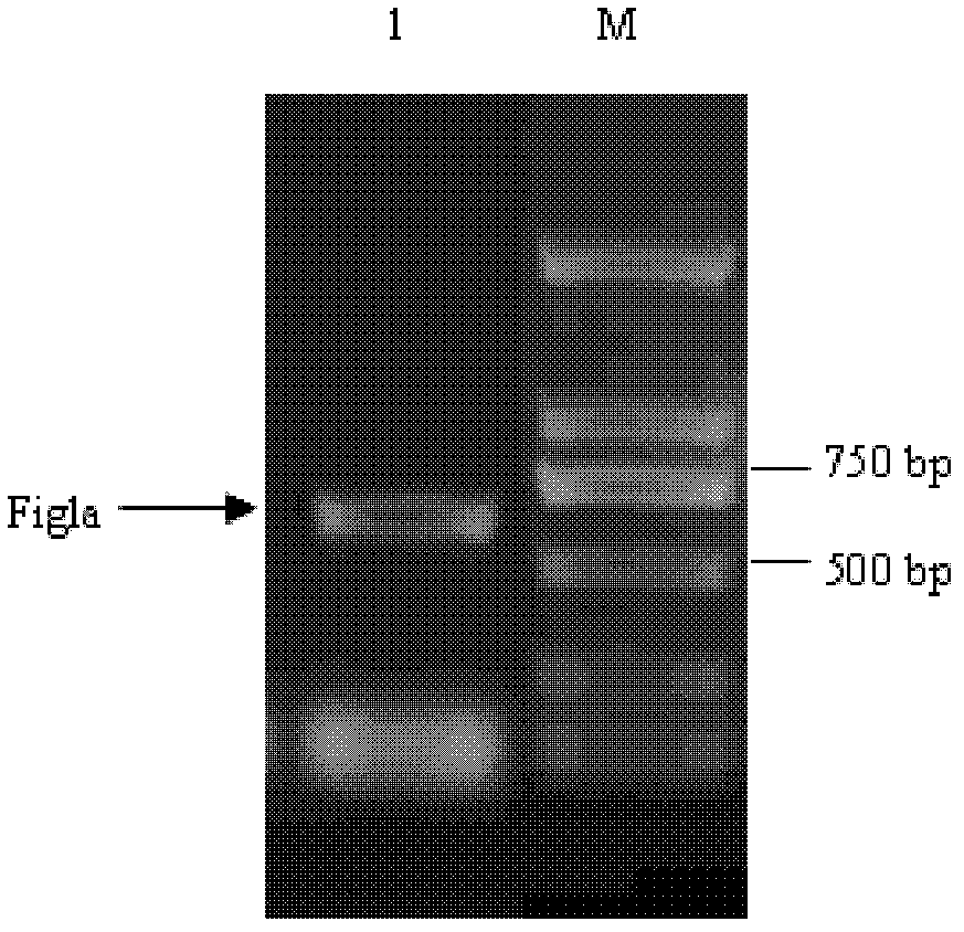 Method for promoting cell to differentiate into female genital cell based on overexpression of Figla gene