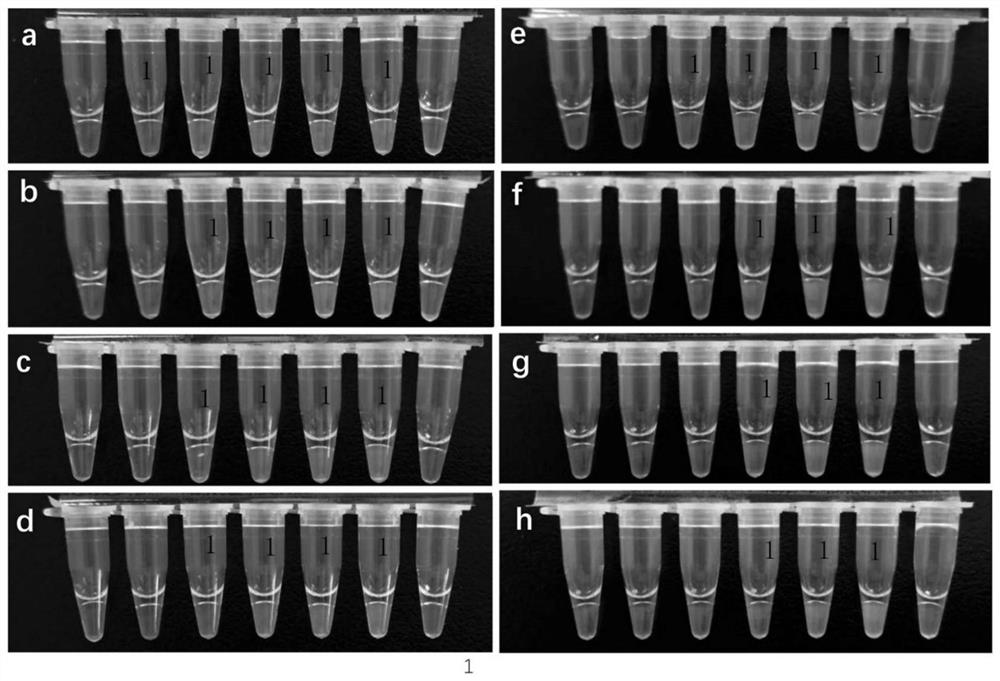 Primer composition, kit and detection method for detecting OXA48 family genes by LAMP (Loop-Mediated Isothermal Amplification)