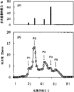 Antioxidant peptide from collagen and application thereof