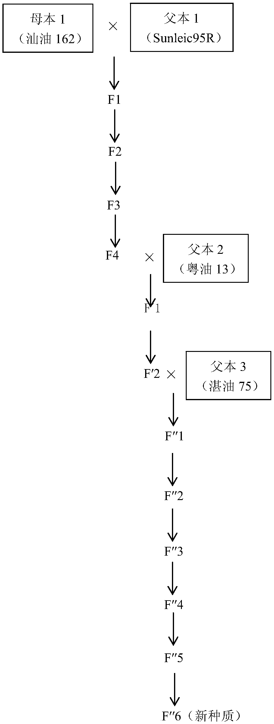 A kind of breeding method of peanut germplasm with high oleic acid