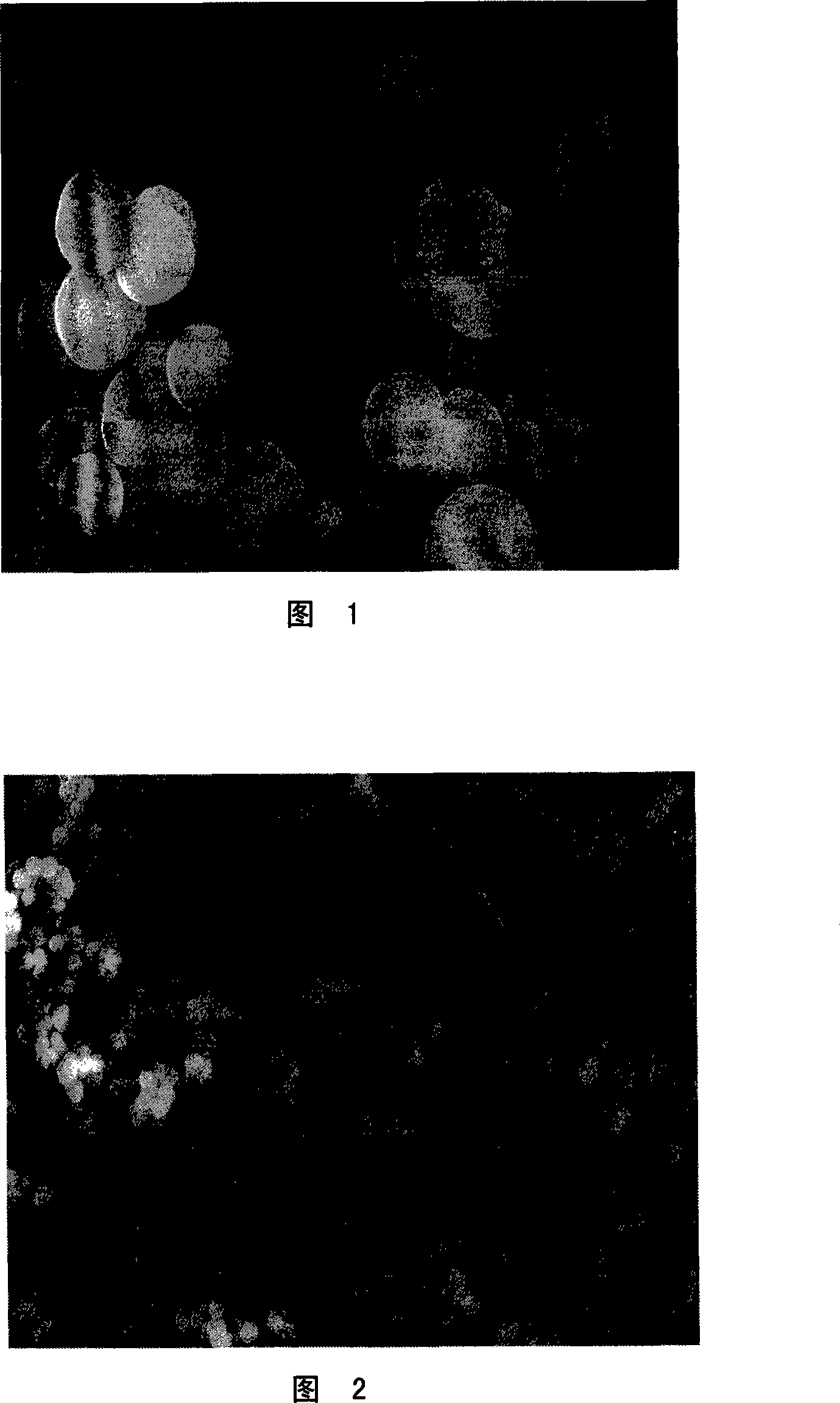 Method for preparing bisphenol A molecular engram polymer