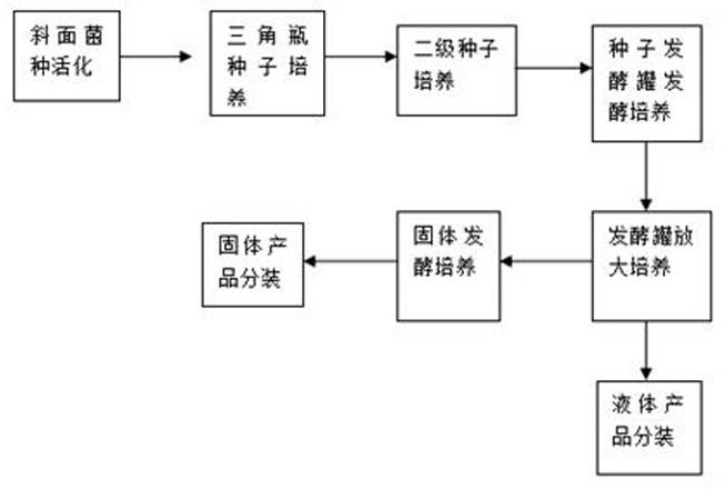 A microbial culture for preventing and controlling ground maggots and underground nematodes, a preparation method and a control method thereof