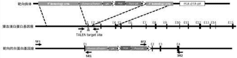 Preparation method and application of humanized gene edited mammal