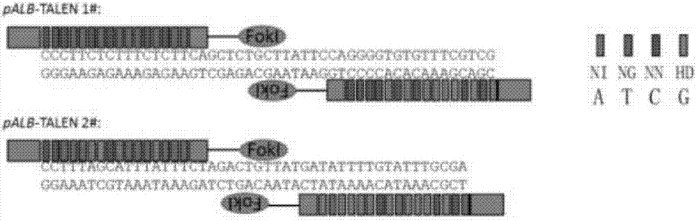 Preparation method and application of humanized gene edited mammal