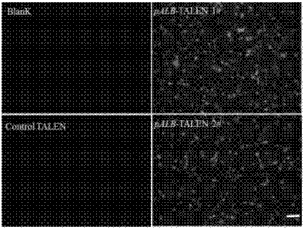 Preparation method and application of humanized gene edited mammal