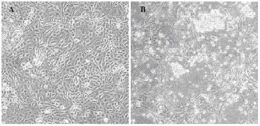 Porcine epidemic diarrhea, porcine delta coronavirus bivalent inactivate vaccine and preparation method thereof