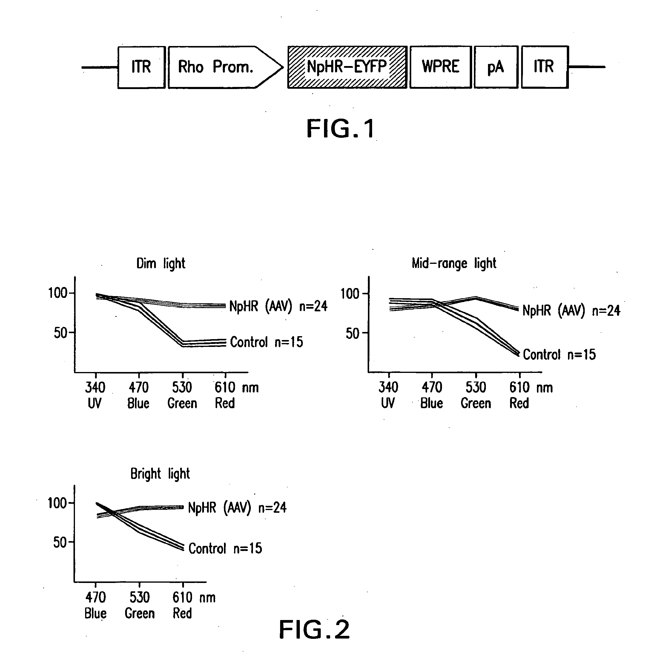 Novel therapeutical tools and methods for treating blindness