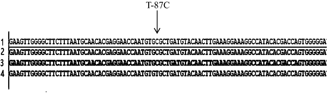 SNP marker affecting litter size trait of hu-sheep and application thereof