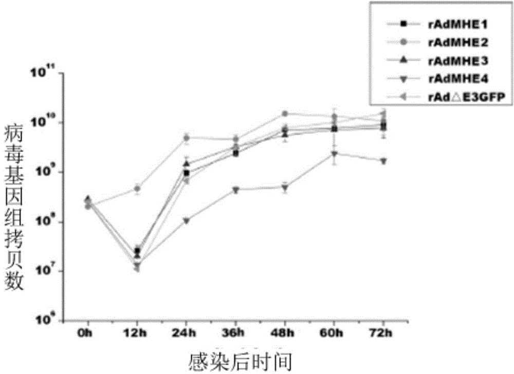 Neutralizing monoclonal antibody in human adenovirus 7 and preparation method and application thereof