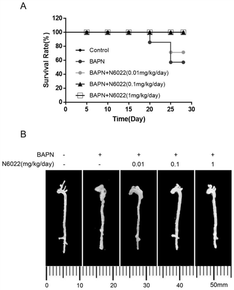 Application of n6022 in the preparation of drugs for preventing and treating aortic dissection and aortic aneurysm