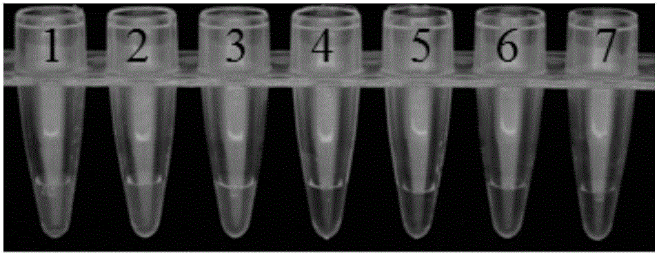 Primer group utilizing LAMP technology to detect witloof pseudomonas and kit and method