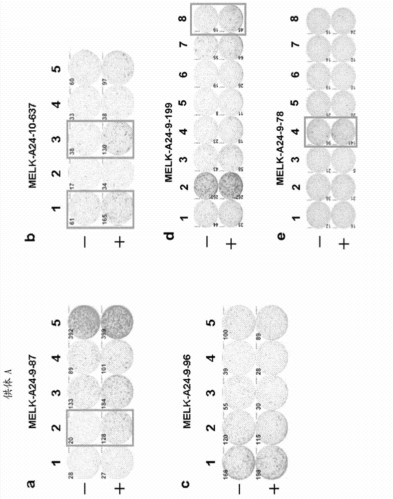 Modified MELK peptides and vaccines containing the same