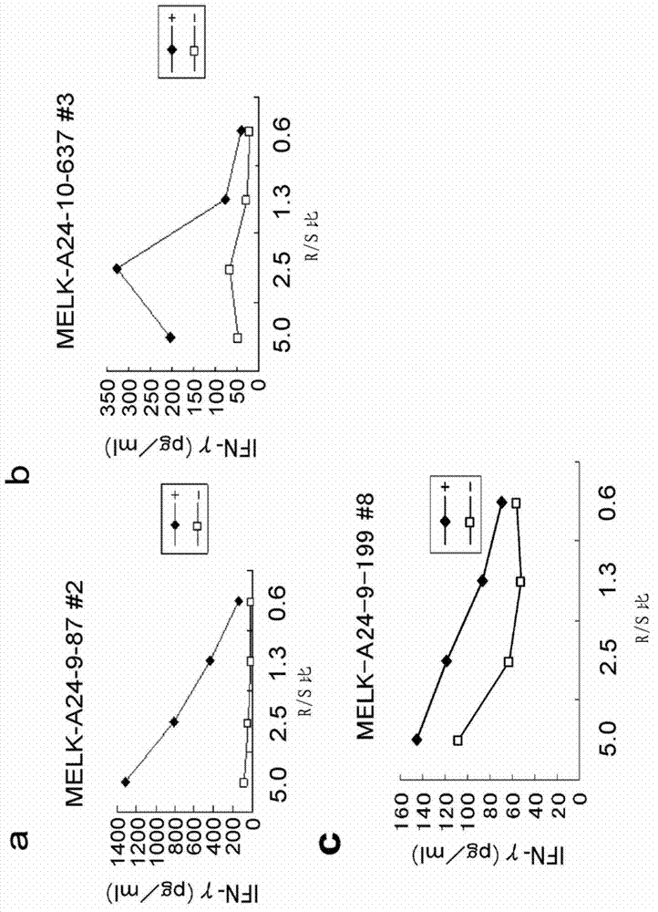 Modified MELK peptides and vaccines containing the same