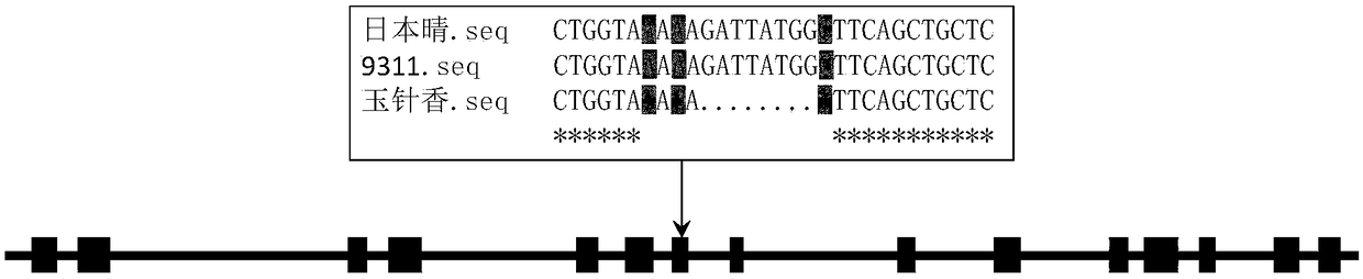 Method for identifying rice fragrance phenotype and primer pair used thereby