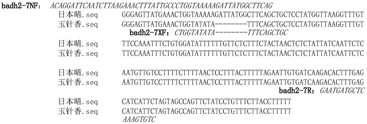 Method for identifying rice fragrance phenotype and primer pair used thereby