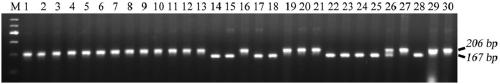 Method for identifying rice fragrance phenotype and primer pair used thereby