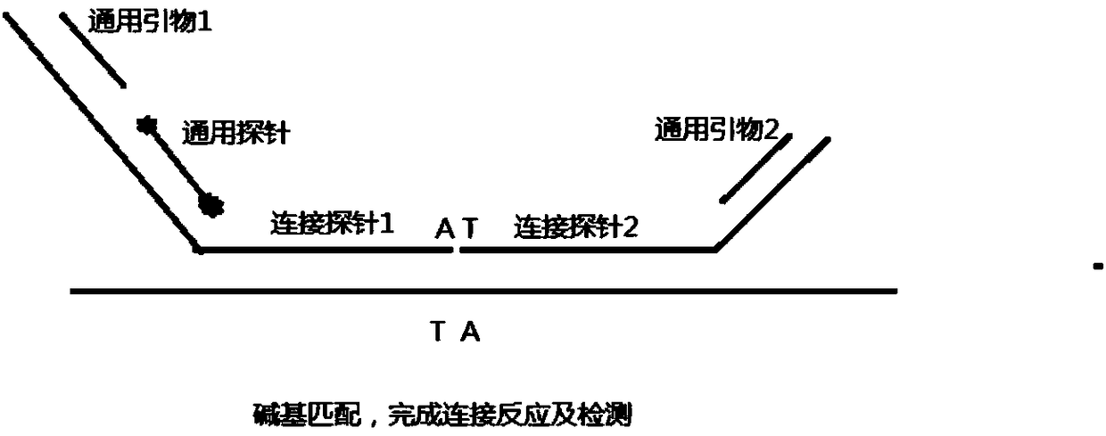 Human HLA-B*5801 genotype kit and method