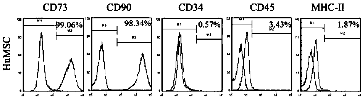 Serum-free umbilical cord mesenchymal stem cell composition and application thereof