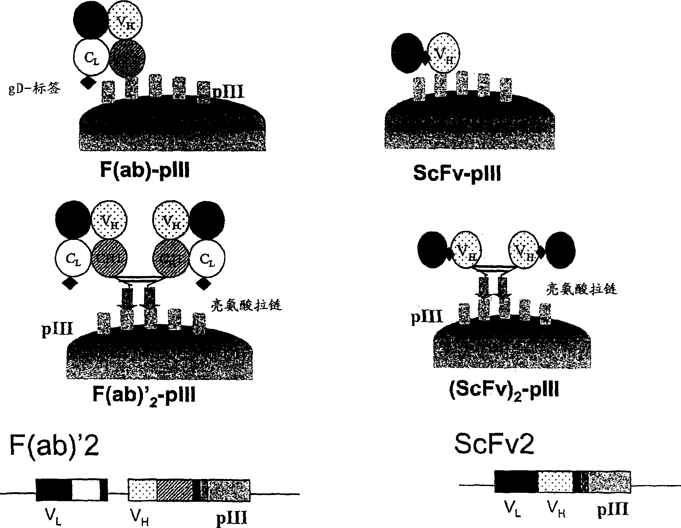 Anti-VEGF antibodies