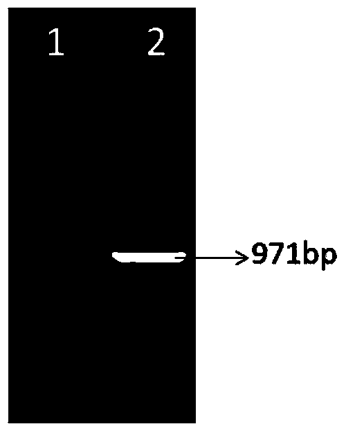 Plant drought resistance related protein as well as encoding gene and application thereof