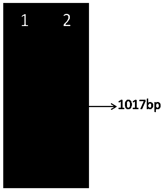 Plant drought resistance related protein as well as encoding gene and application thereof