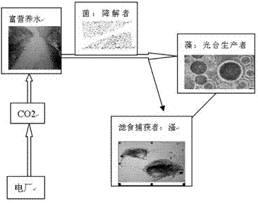 A kind of ecological harvesting method of Daphnia algae