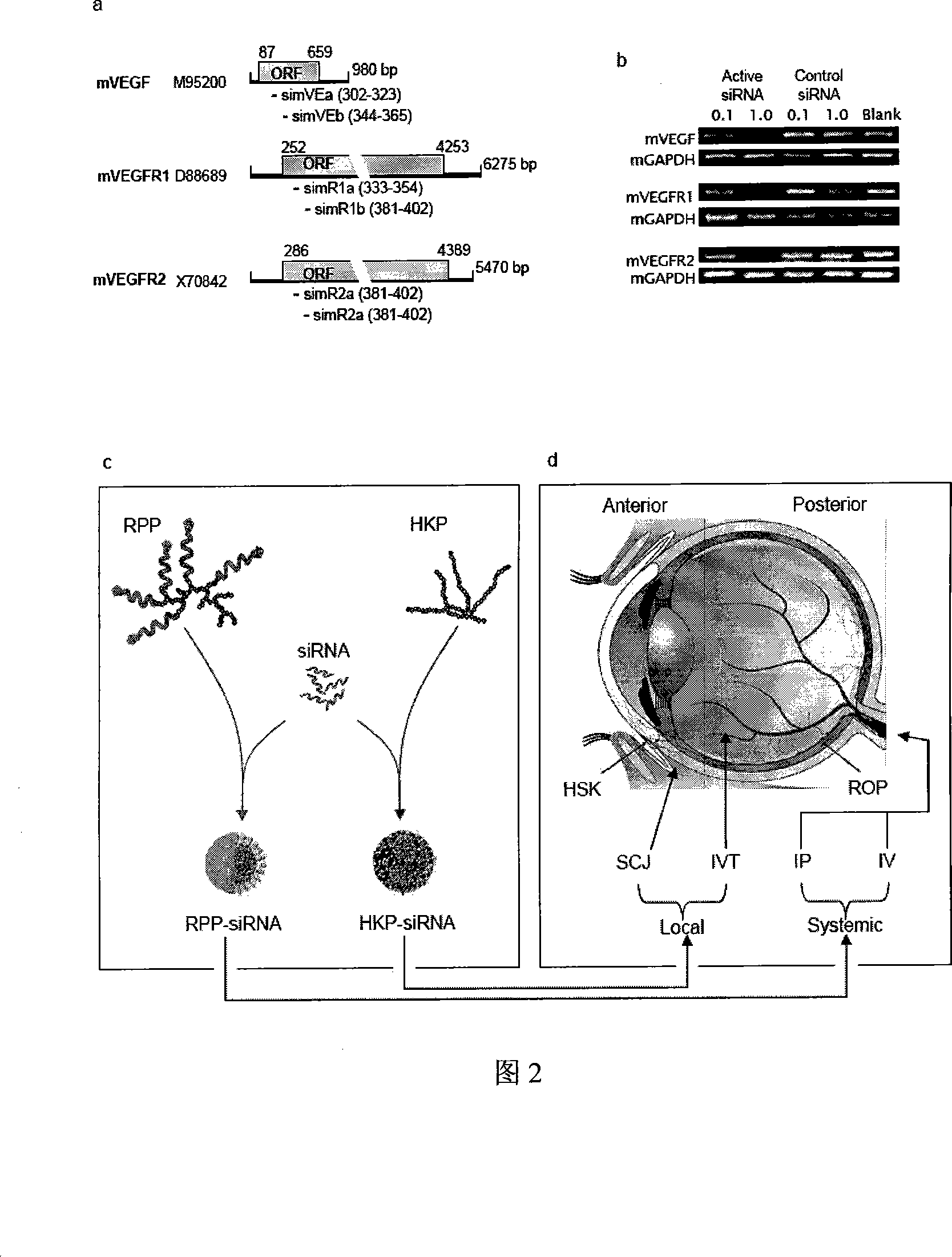 Multiple target point small interference RNA cocktail agent for treating ophthalmic disease and preparing  method thereof