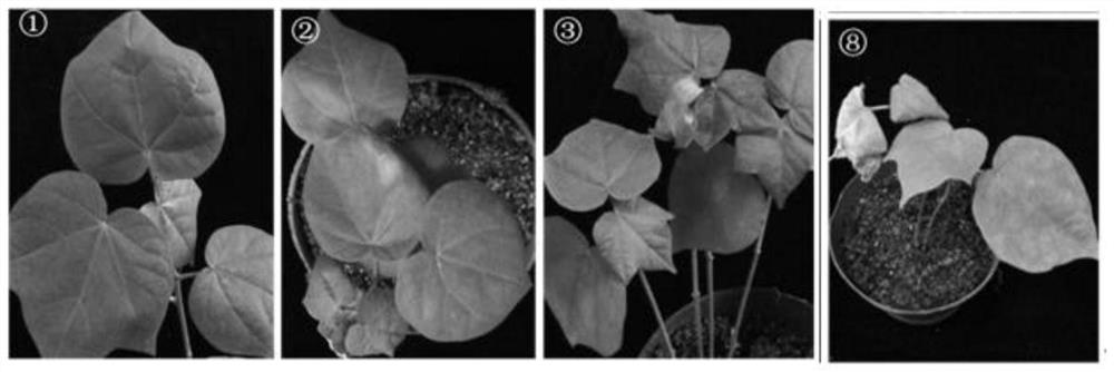 Upland cotton ghebf1 gene, protein and application