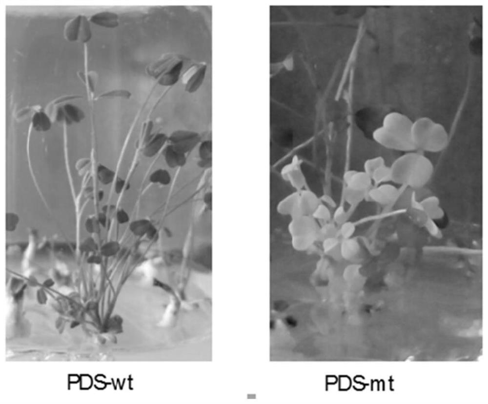 A method for site-directed mutation of alfalfa gene using CRISPR/Cas9 system