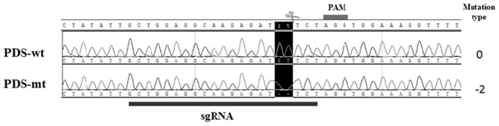 A method for site-directed mutation of alfalfa gene using CRISPR/Cas9 system