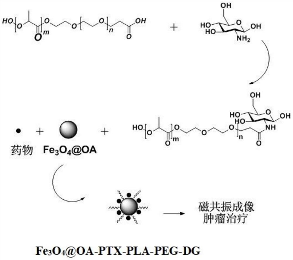 A preparation method of iron oxide nanoparticles and its application in tumor targeted diagnosis and treatment