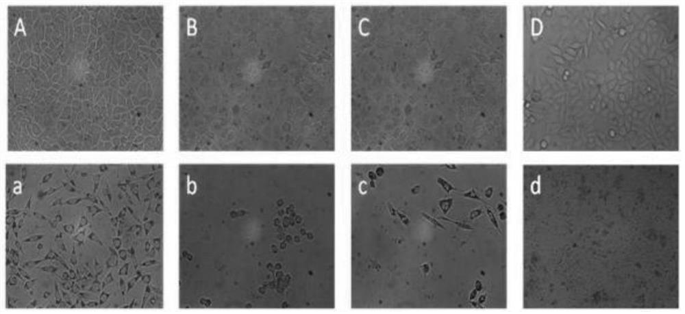 Use of black sesame pigment and its preparation method