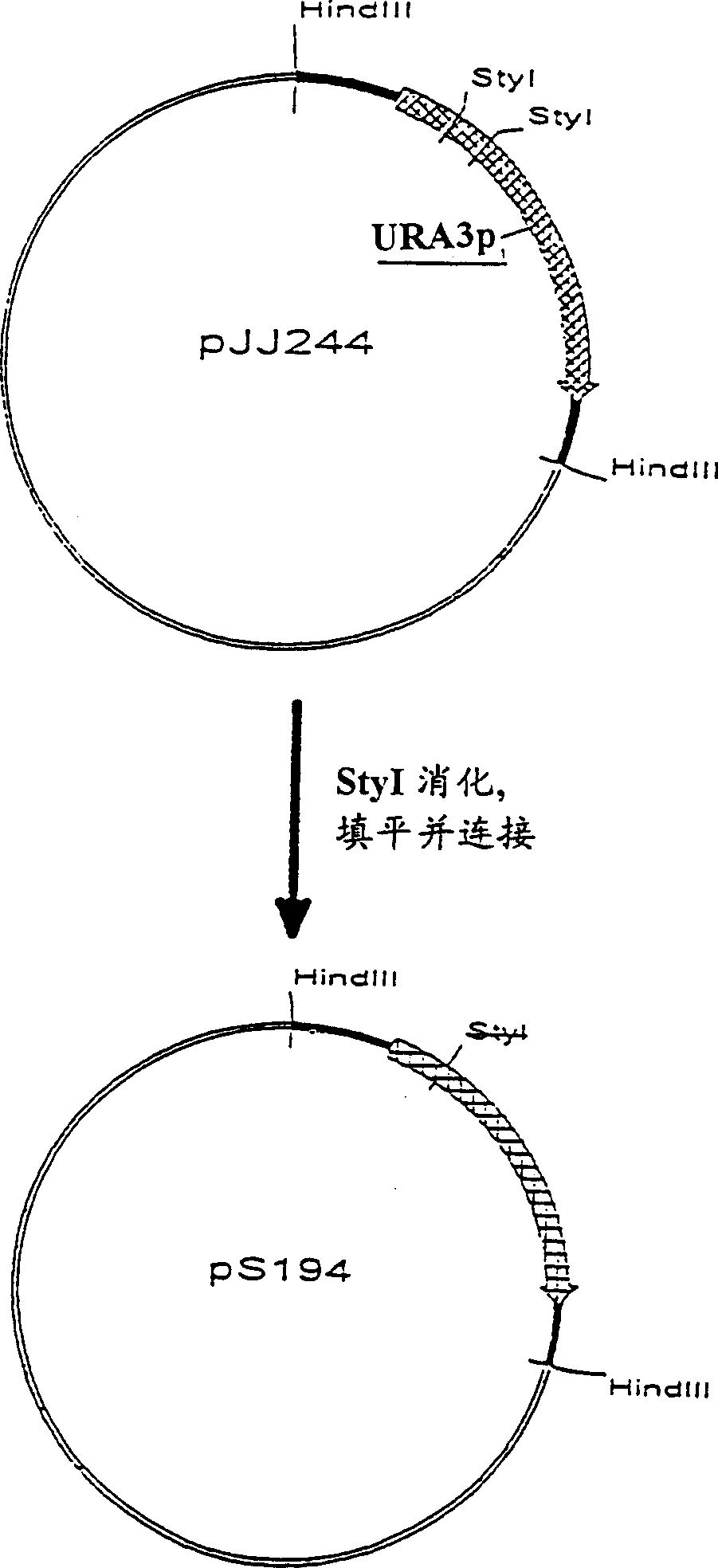 Method for the production of polypeptides