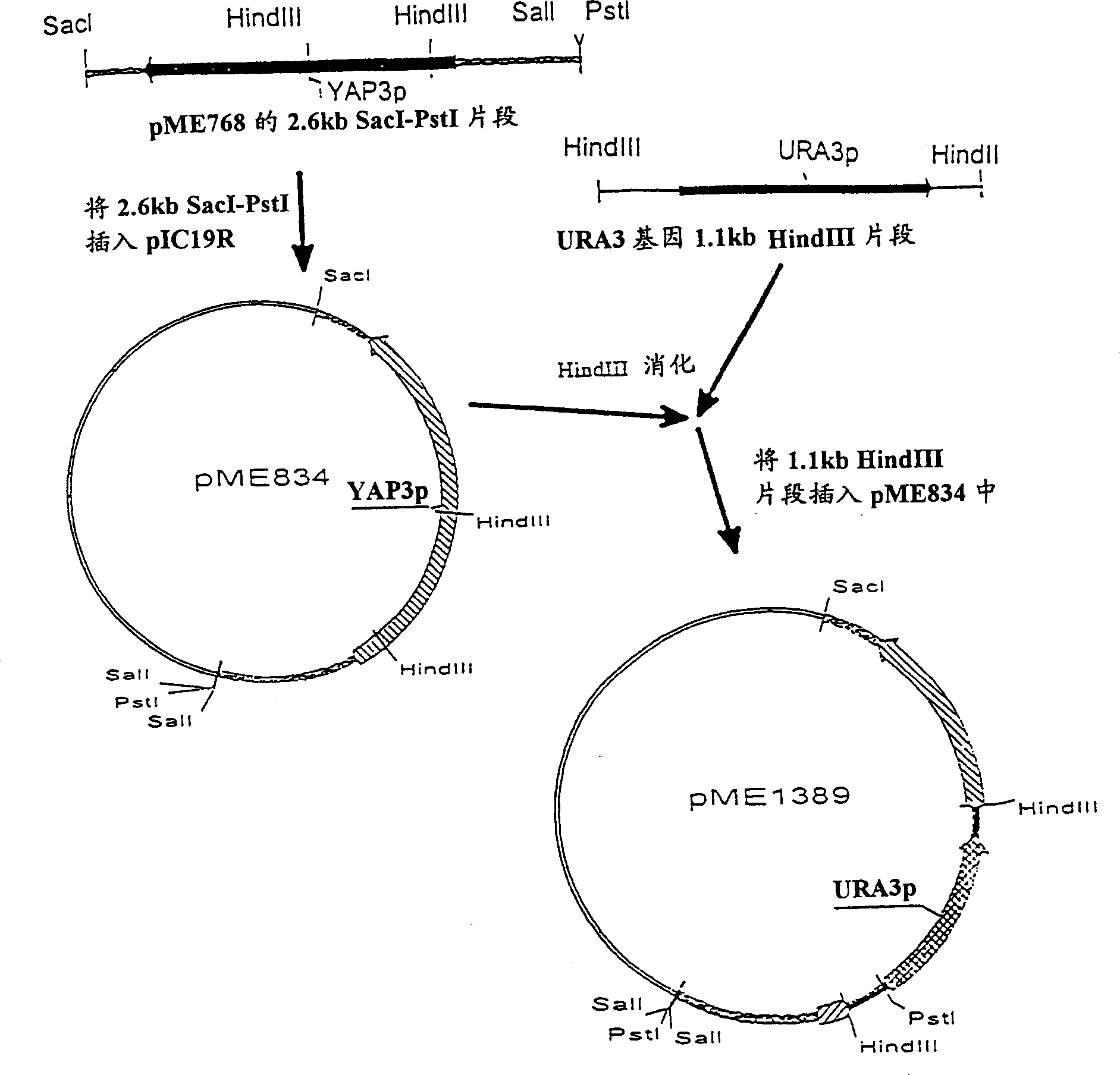 Method for the production of polypeptides