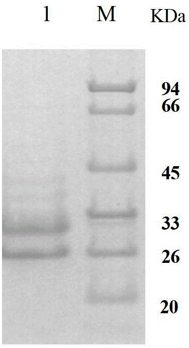 Human anti-EV71 (enterovirus 71) neutralizing antibody EV71FabK7 and preparation method and application thereof