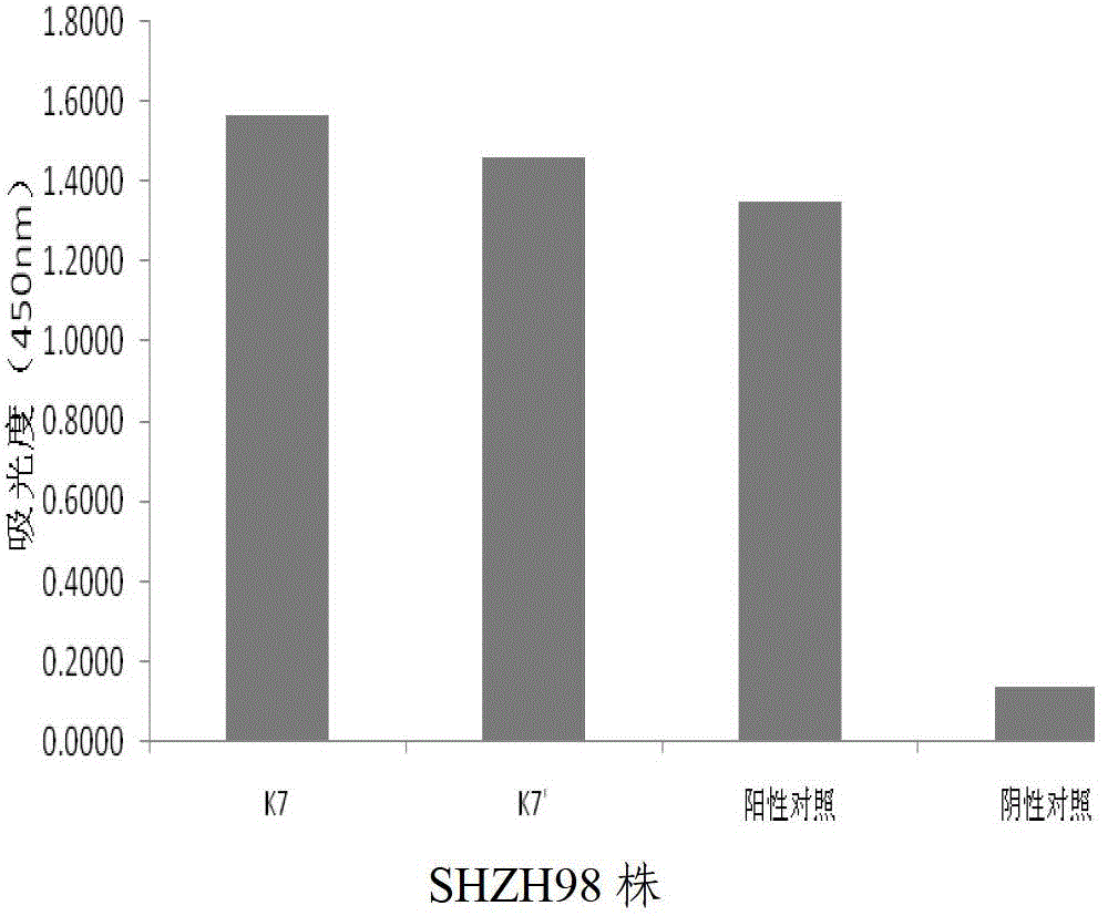 Human anti-EV71 (enterovirus 71) neutralizing antibody EV71FabK7 and preparation method and application thereof