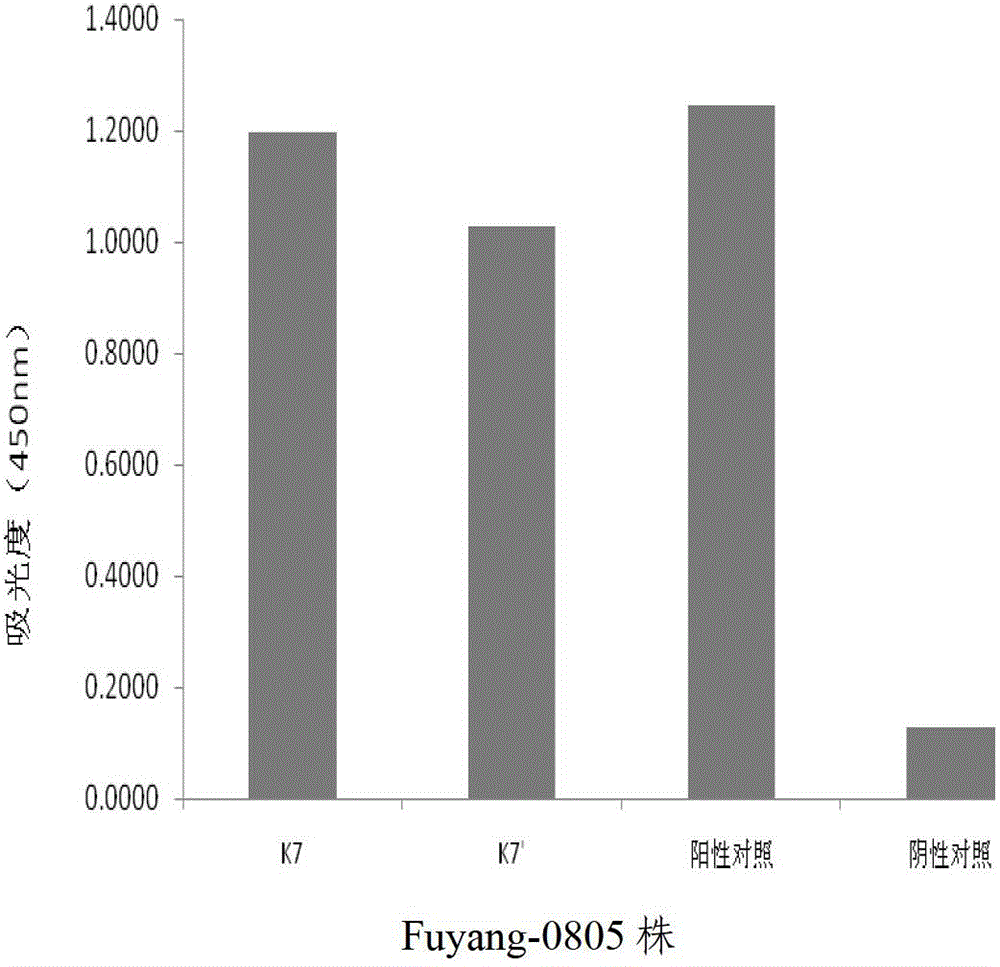 Human anti-EV71 (enterovirus 71) neutralizing antibody EV71FabK7 and preparation method and application thereof