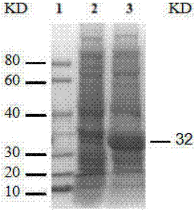 O-type fmdv antibody direct competition ELISA detection kit